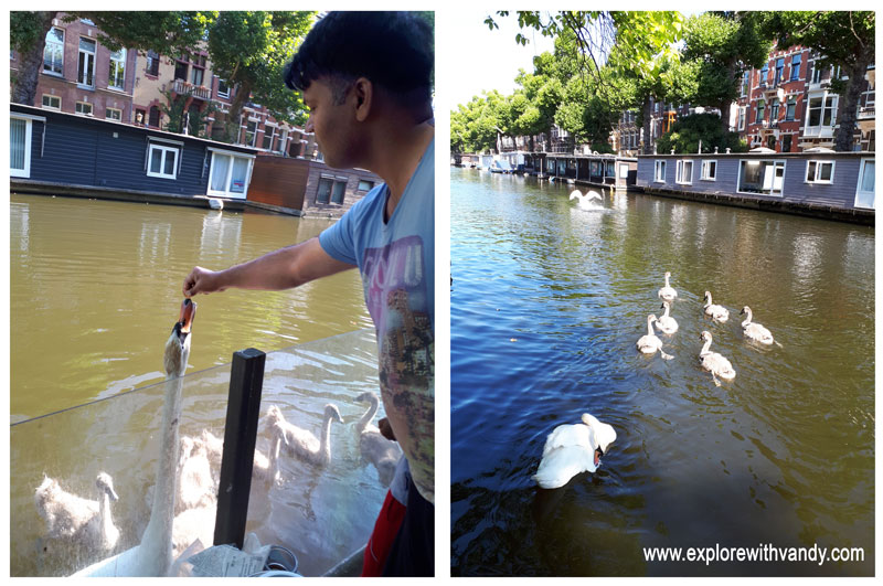 Feeding Swans from our houseboat deck