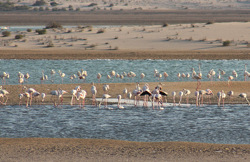 Discover the small world of Flamingos at Al Wathba wetland reserve in Abu Dhabi